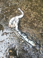 Amphisbaena fuliginosa