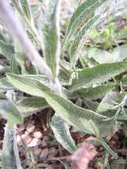 Pentanema montanum