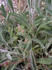 Pentanema montanum