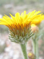 Pentanema montanum