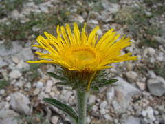 Pentanema montanum