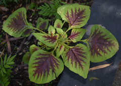 Amaranthus dubius