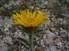 Pentanema montanum
