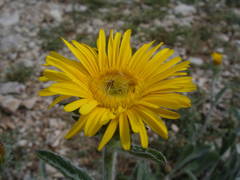Pentanema montanum