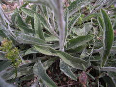 Pentanema montanum