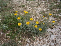Pentanema montanum