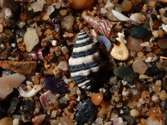 Engina zonalis
