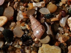 Leiopyrga lineolaris