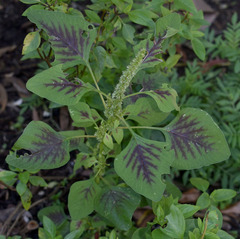 Amaranthus dubius