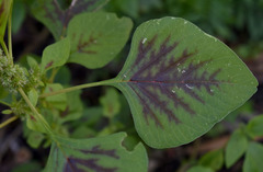 Amaranthus dubius