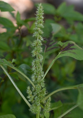 Amaranthus dubius
