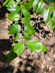 Psydrax lamprophylla