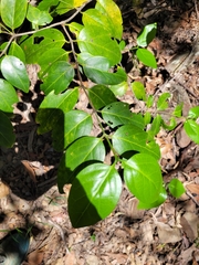 Psydrax lamprophylla