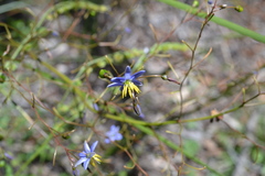 Hemerocallidoideae