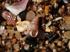 Leiopyrga lineolaris