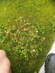 Trifolium michelianum