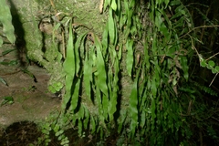 Loxogramme dictyopteris