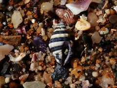 Engina zonalis
