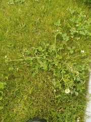 Trifolium michelianum