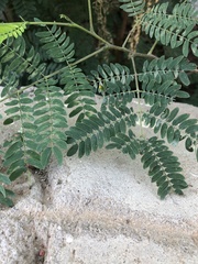 Mimosoideae