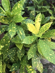 Codiaeum variegatum pictum