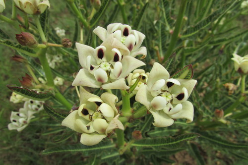 Image of Pachycarpus schinzianus by (c) James Deacon, some rights reserved (CC BY-SA)