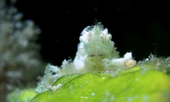 Simocarcinus simplex
