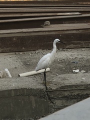 Egretta garzetta