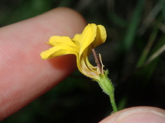 Goodenia paniculata
