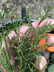 Dacrydium cupressinum
