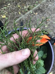 Dacrydium cupressinum