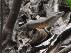 Eutropis multifasciata