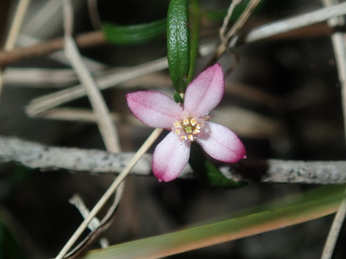 Image of milkwort boronia by (c) Thomas Mesaglio, some rights reserved (CC BY)