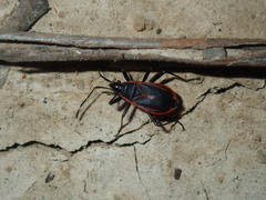 Dindymus circumcinctus