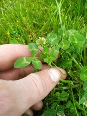 Trifolium michelianum