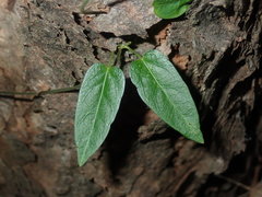 Vincetoxicum woollsii