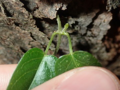 Vincetoxicum woollsii