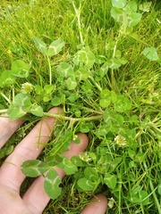Trifolium michelianum