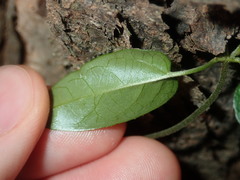 Vincetoxicum woollsii