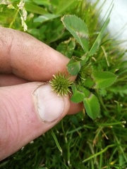 Trifolium michelianum