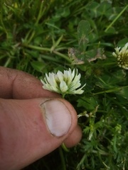 Trifolium michelianum