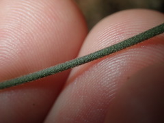 Vincetoxicum woollsii