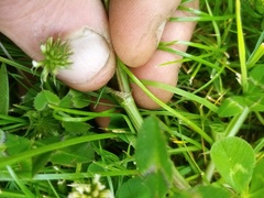 Trifolium michelianum