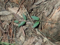 Vincetoxicum woollsii