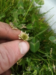 Trifolium michelianum