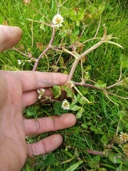 Trifolium michelianum