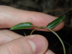 Vincetoxicum woollsii