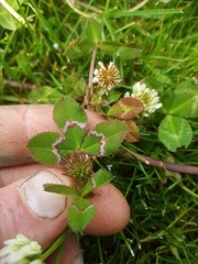 Trifolium michelianum