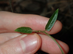 Vincetoxicum woollsii