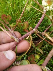 Trifolium michelianum